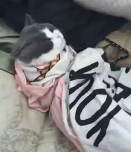  小猫咪勾引自己男朋友,气得女主人发飙,小猫咪还摆出一出无辜的表情