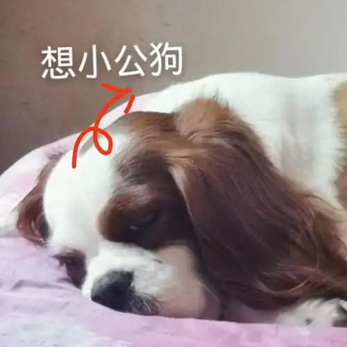 狗东西表情包主人