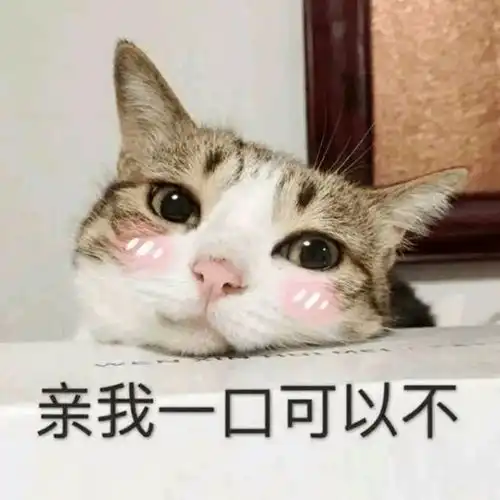  猫咪来教你如何跟男朋友撒娇