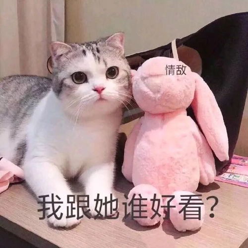  小猫小狗表情包