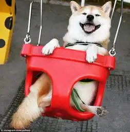  组图见过柴犬荡秋千吗这只柴犬荡秋千的表情能笑哭你