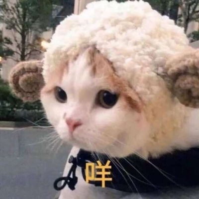 微信头像女士专用猫咪好