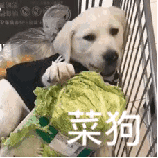  这些甩锅时用的理由你能想象吗