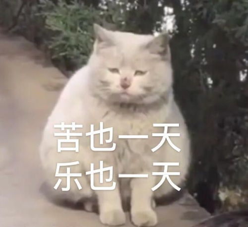  表情包我发个消息也被骂