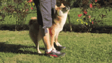  暗恋的感觉猫咪偷瞄柴犬被发现了