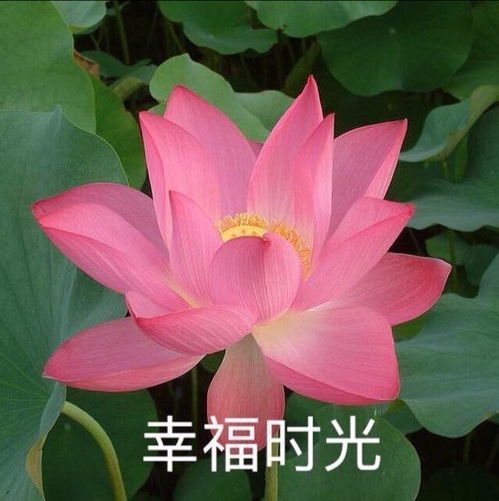  莲花头像我要靠着它们,打入中老年人俱乐部