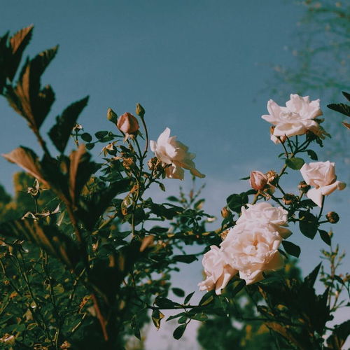  我的院子里有四万朵玫瑰花
