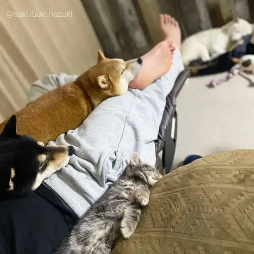  三只柴犬加一只奶喵,这每天的日常,是向往的生活了