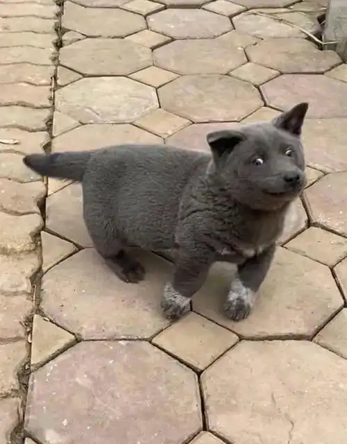  据说是蓝猫和二哈的混血宝宝这只越南小狗凭表情包火遍全网