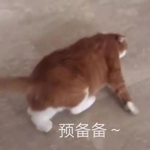  猫咪生产必须知道的事迎接新成员,就要做好这些准备