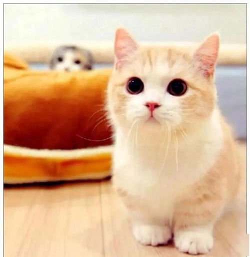  给小奶猫准备了大餐,它吃到一半时不动了,主人一看立刻发朋友圈