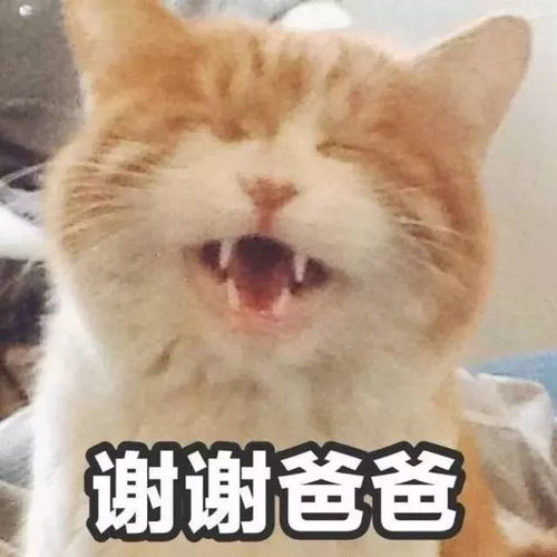 小可爱表情包应对小可爱