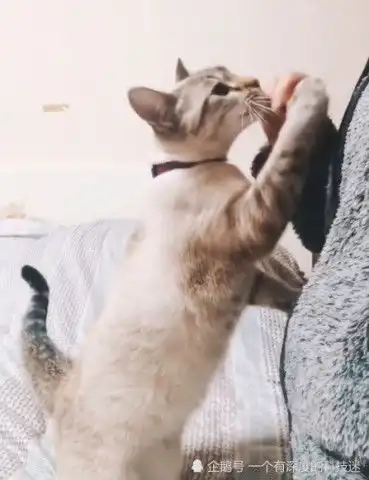  猫咪讨摸头,还不让铲屎官停手,猫咪别停快点撸猫