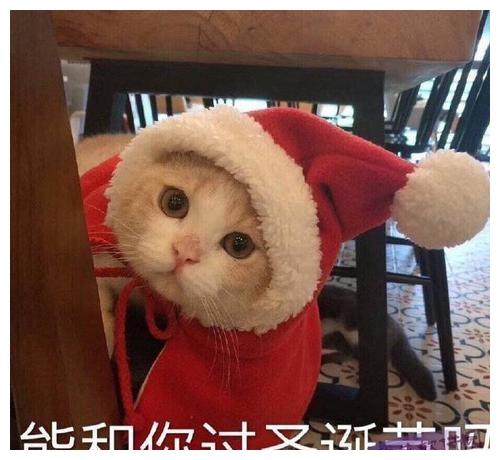 破防猫猫头表情包圣诞帽