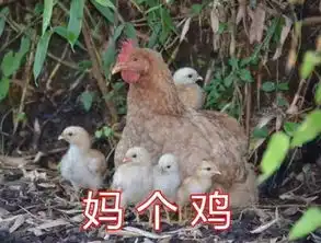  放过鸡年大吉吧,最新款鸡年专用表情包都在这里了