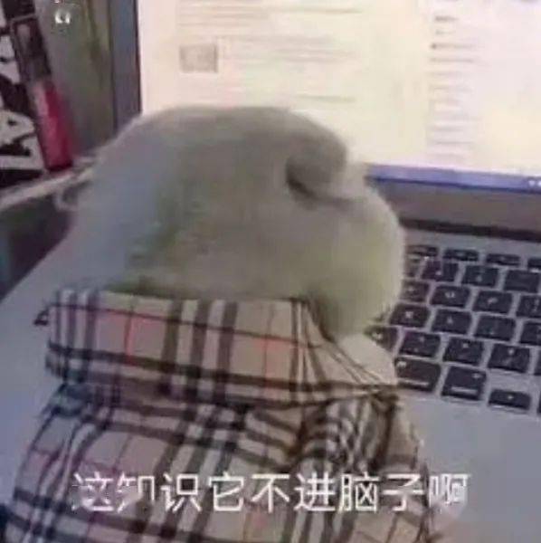  黑影伴绿光校园萌宠出动夜晚的民大千奇百样