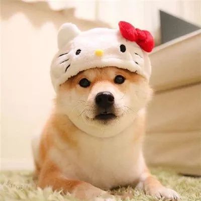  轻工学院军训狗子,你走了就别再回来
