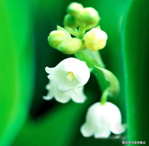 最吉利的花草头像中国星
