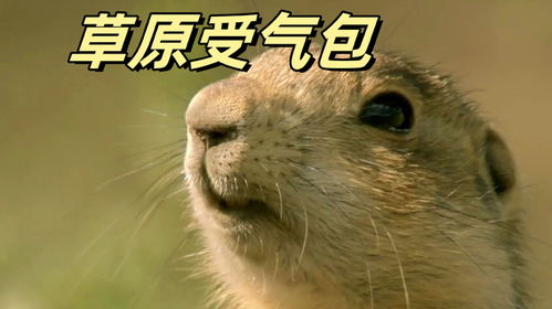  土拨鼠草原受气包,总是房子被抢
