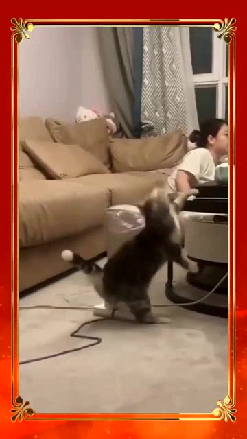  原来猫咪都是深藏不漏,无意间拍到,这才是真正的功夫猫