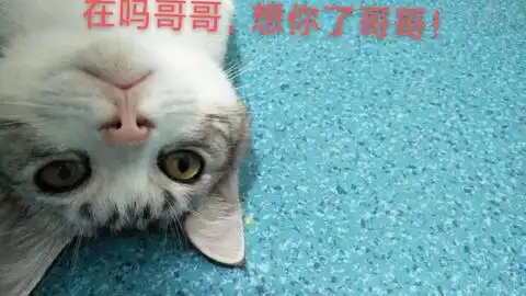  惊,罪恶的猫咪终于把爪子伸向了铲屎官