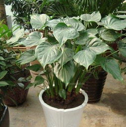  客厅植物摆放有什么风水讲究
