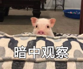  盒饭,塑料瓶...当老外遇到垃圾分类,他们露出了这样的表情