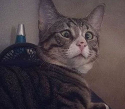  斗鸡眼,担心猫喊你回家吃饭啦