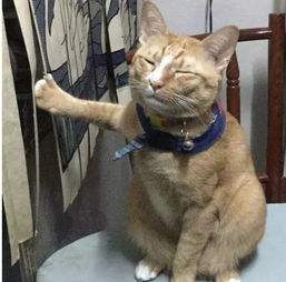  原来暴脾气的猫咪也会被这玩意困住