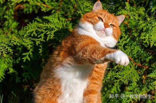  猫尿很骚用清洁剂去除家长需要注意这几点