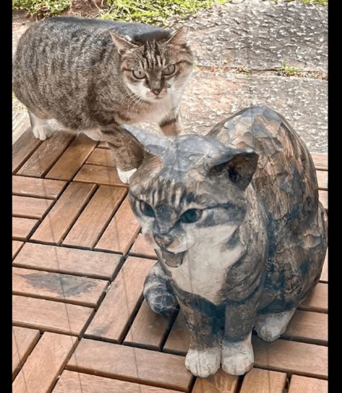  把猫咪生气的表情做成雕像,它看见后非常愤怒我哪有这样啊