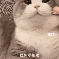  可爱萌宠表情包gif日常生活表情包