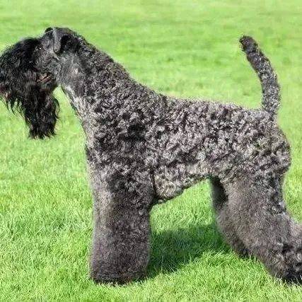 女童遭烈犬撕咬注意桂城禁养这27种烈性犬