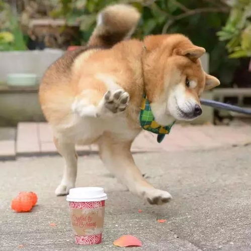  没看到这只柴犬之前,我以为哈士奇表情包是最多的