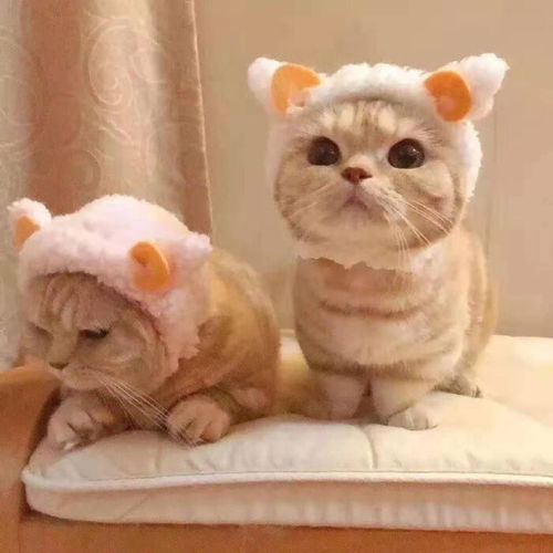  头像壁纸可爱的小猫和小狗的头像