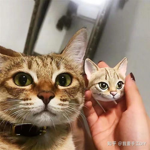  防陶瓷diy,猫咪的表情包diy原来可以这样