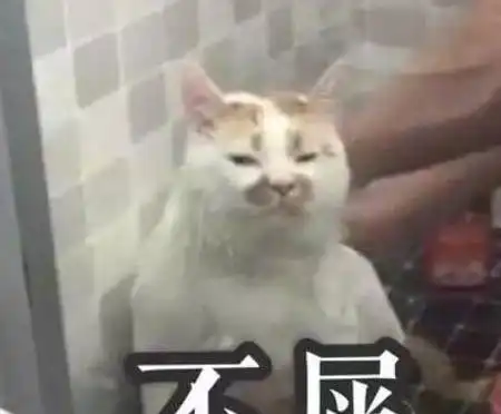  养猫之从入门到放弃