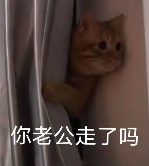  超可爱的沙雕猫咪表情包第三弹