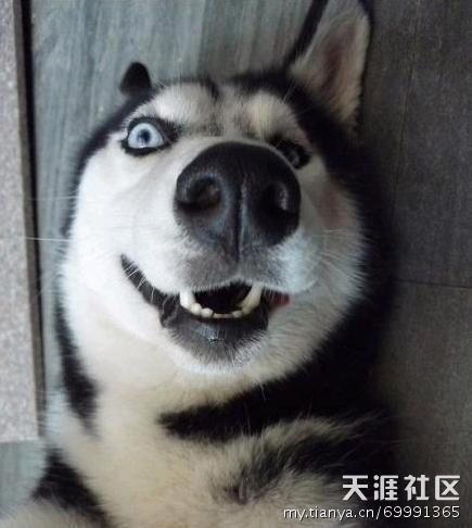  求一张形状很猥琐的狗的原图