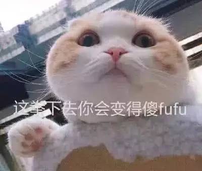  萌系表情包搞笑的小猫咪成为了表情包