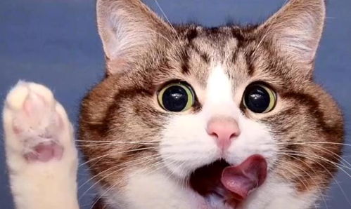  新手养猫,第一只猫建议选公猫,因为公猫既便宜又漂亮