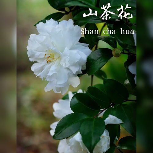  十二生肖的守护花合集属于你独一无二的守护花是哪一朵呢