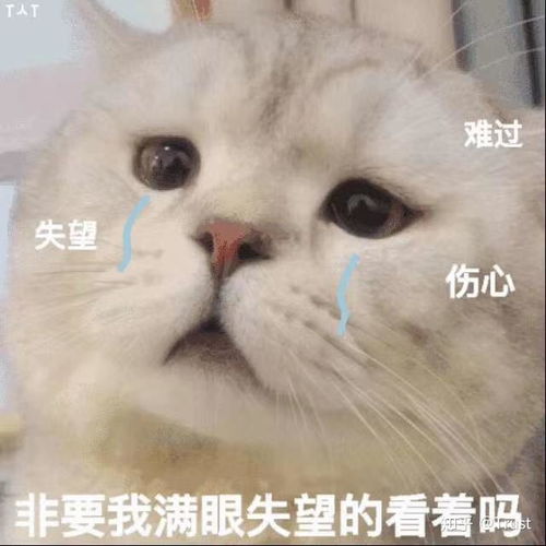 猫可爱表情包天干地支