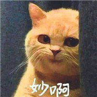  搞笑的橘猫头像超好看的可爱橘色猫咪微信头像