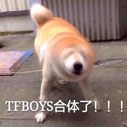  千玺摇头摇疯了傻傻有人爱