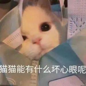  小猫咪能有什么坏心思呢