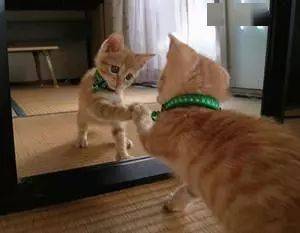 vibing猫表情包魔镜