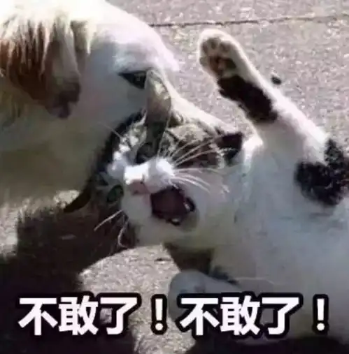  在最热猫咪表情包大合集速收