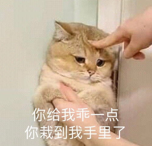  沙雕表情包l你年龄大了我原谅你