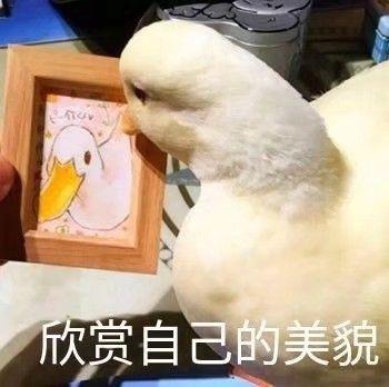 你可真优秀表情包